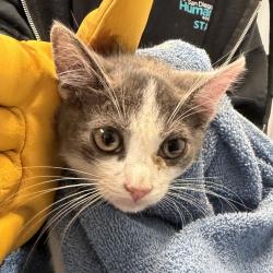 Shelter Stray Male Cat last seen Near Coronado Avenue, San Diego, CA, 92154, 5500 Gaines St, San Diego, CA 92110, USA
