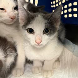 Shelter Stray Male Cat last seen Near Coronado Avenue, San Diego, CA, 92154, 5500 Gaines St, San Diego, CA 92110, USA