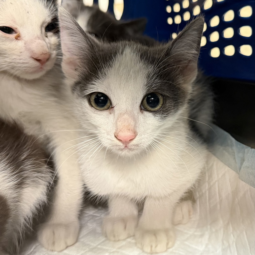 Shelter Stray Male Cat last seen Near Coronado Avenue, San Diego, CA, 92154, 5500 Gaines St, San Diego, CA 92110, USA