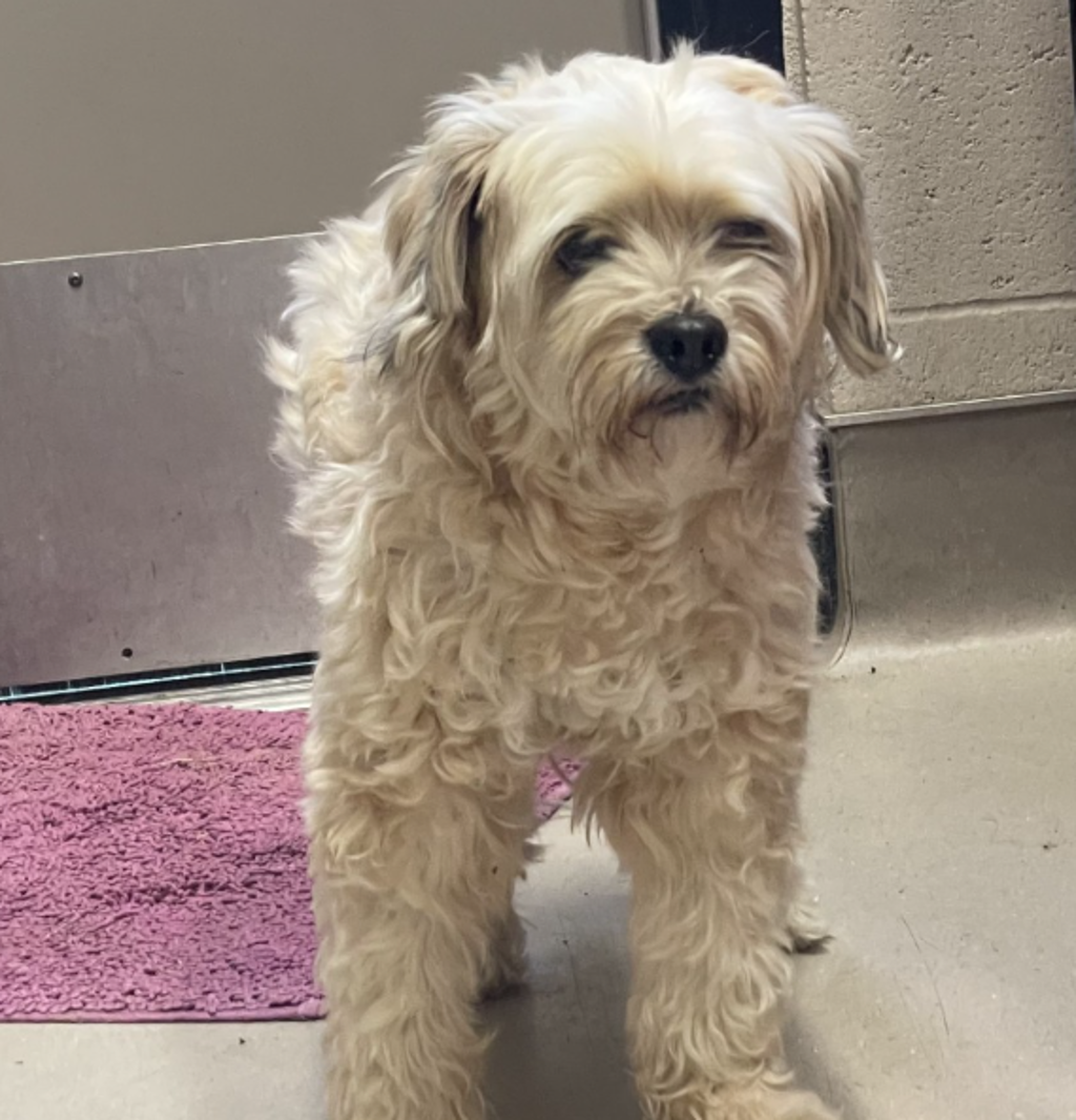 Shelter Stray Male Dog last seen Washington Avenue, El Cajon, CA, 92020, El Cajon, CA 92020, USA