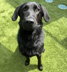 Shelter Stray Male Dog last seen Not Provided., Brawley, CA, 92227, El Cajon, CA 92020, USA