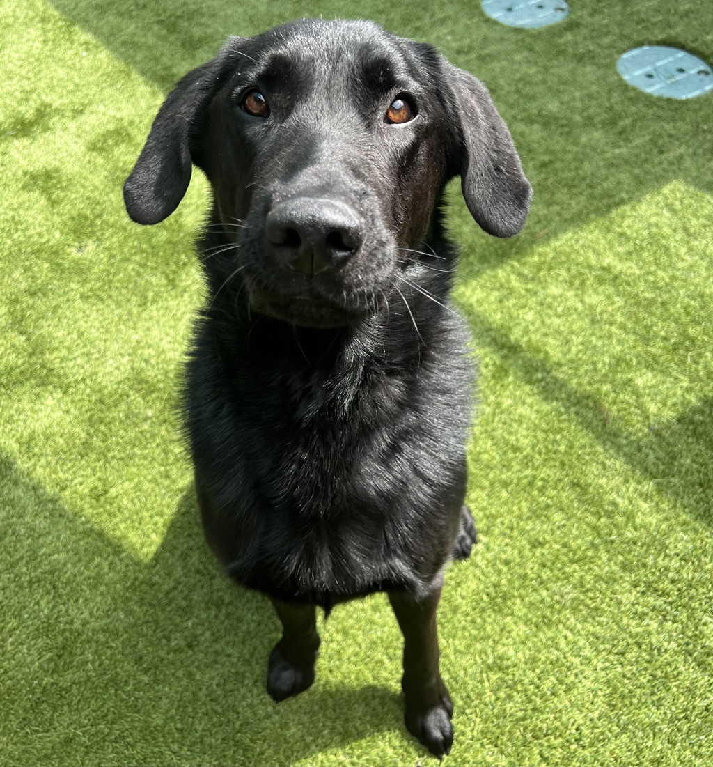 Shelter Stray Male Dog last seen Not Provided., Brawley, CA, 92227, El Cajon, CA 92020, USA