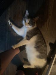 Found/Stray Female Cat last seen Neighborhood Walmart, Green Street, Warner Robins, GA 31093