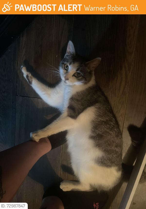 Found/Stray Female Cat last seen Neighborhood Walmart, Green Street, Warner Robins, GA 31093