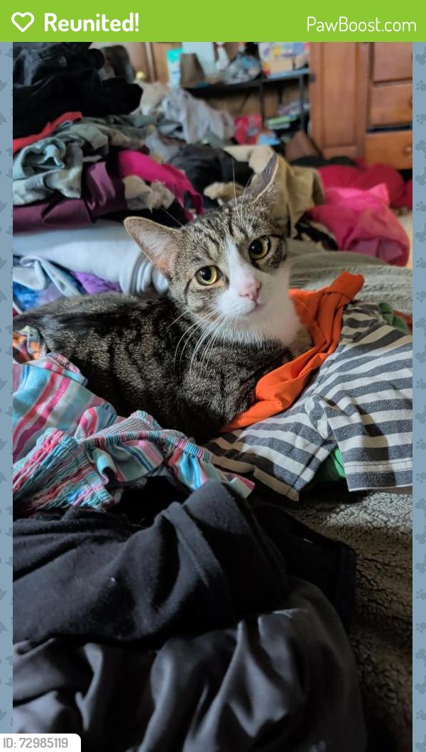 Reunited Male Cat last seen Culpeper street, Fredericksburg, VA 22405