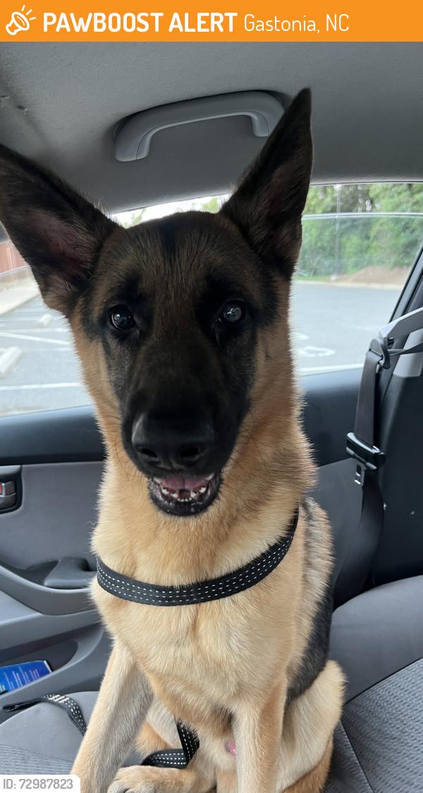 Found/Stray Male Dog last seen Near the Gaston Courthouse, Gastonia, NC 28054