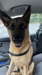 Found/Stray Male Dog last seen Near the Gaston Courthouse, Gastonia, NC 28054