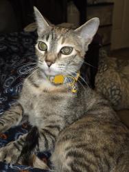 Lost Female Cat last seen St Bernard  Hwy, Violet, LA 70092