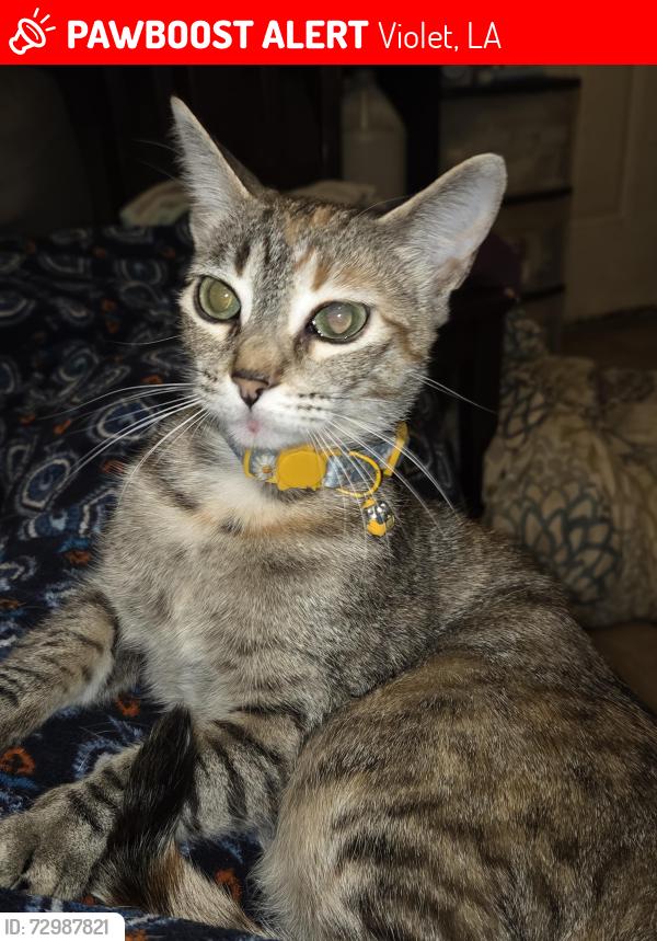Lost Female Cat last seen St Bernard  Hwy, Violet, LA 70092