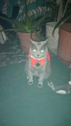 Reunited Male Cat last seen West Taylor and Pine Street, LaSalle, CO 80645