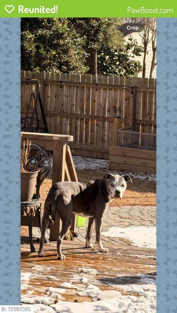 Reunited Male Dog last seen Best Buy, independence blvd. , Virginia Beach, VA 23462