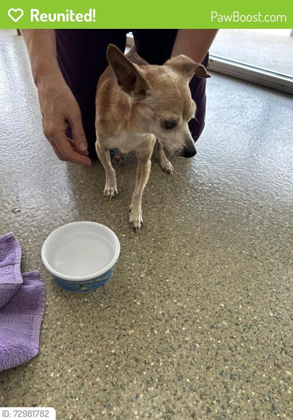 Reunited Male Dog last seen Bardin and Caliente, Arlington, TX 76017