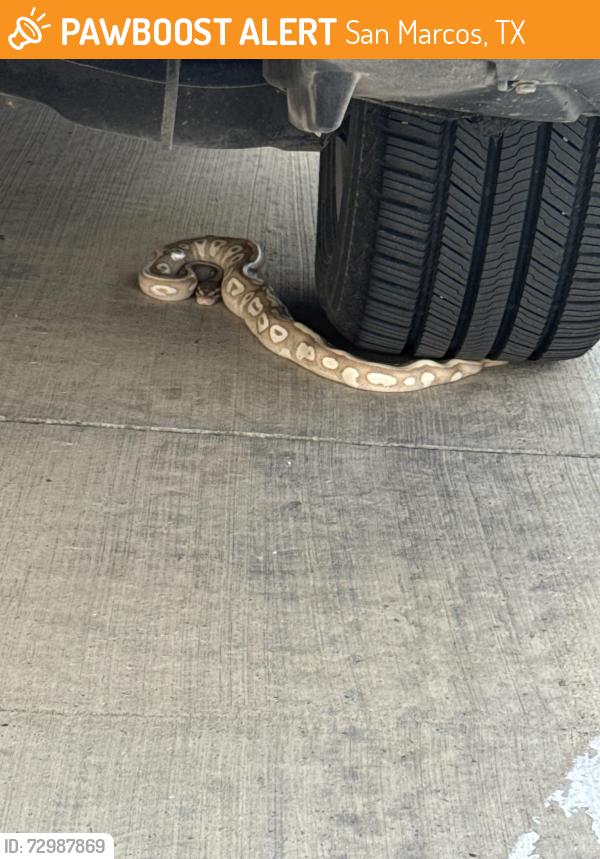 Found/Stray Unknown Reptile last seen The grand at stone creek near dog park, San Marcos, TX 78666