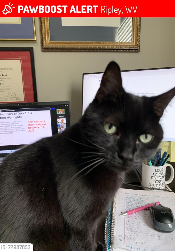 Lost Male Cat last seen Angel Ridge, Ripley, WV 25271
