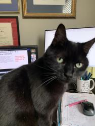 Lost Male Cat last seen Angel Ridge, Ripley, WV 25271