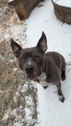Reunited Male Dog last seen Near Virginia Pine Ln, Pineville, NC 28134