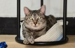 Lost Female Cat last seen Near renfrew rd , Silver Spring, MD 20901