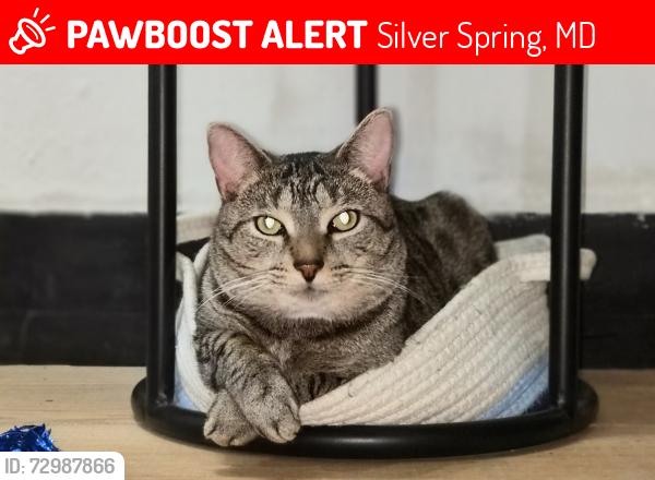 Lost Female Cat last seen Near renfrew rd , Silver Spring, MD 20901