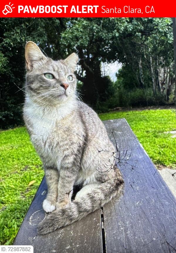 Lost Male Cat last seen Kaiser dr and kiely blvd, Santa Clara, CA 95051