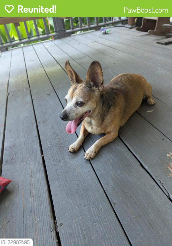 Reunited Unknown Dog last seen The Derby, Bartow County, GA 30161