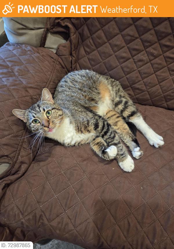 Found/Stray Male Cat last seen Dennis Road and Country Place Road, Weatherford, TX 76086