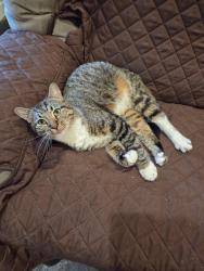 Found/Stray Male Cat last seen Dennis Road and Country Place Road, Weatherford, TX 76086