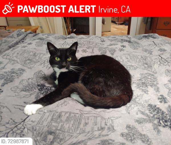 Lost Female Cat last seen Near Almond Tree Lane, Irvine, CA 92612