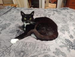 Lost Female Cat last seen Near Almond Tree Lane, Irvine, CA 92612