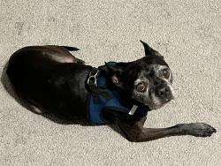 Reunited Male Dog last seen Farrow Rd & Pine Wedge (Willow Lake subdivision), Blythewood, SC 29016
