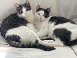 Lost Female Cat last seen Raymond street, Darien, CT 06820