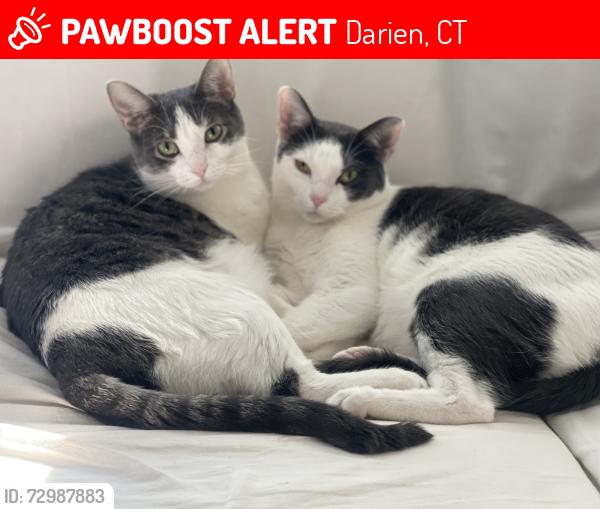 Lost Female Cat last seen Raymond street, Darien, CT 06820