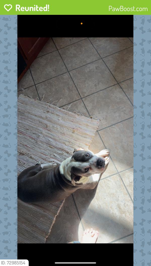 Reunited Male Dog last seen Barrington blvd Parma heights Ohio , Parma Heights, OH 44130