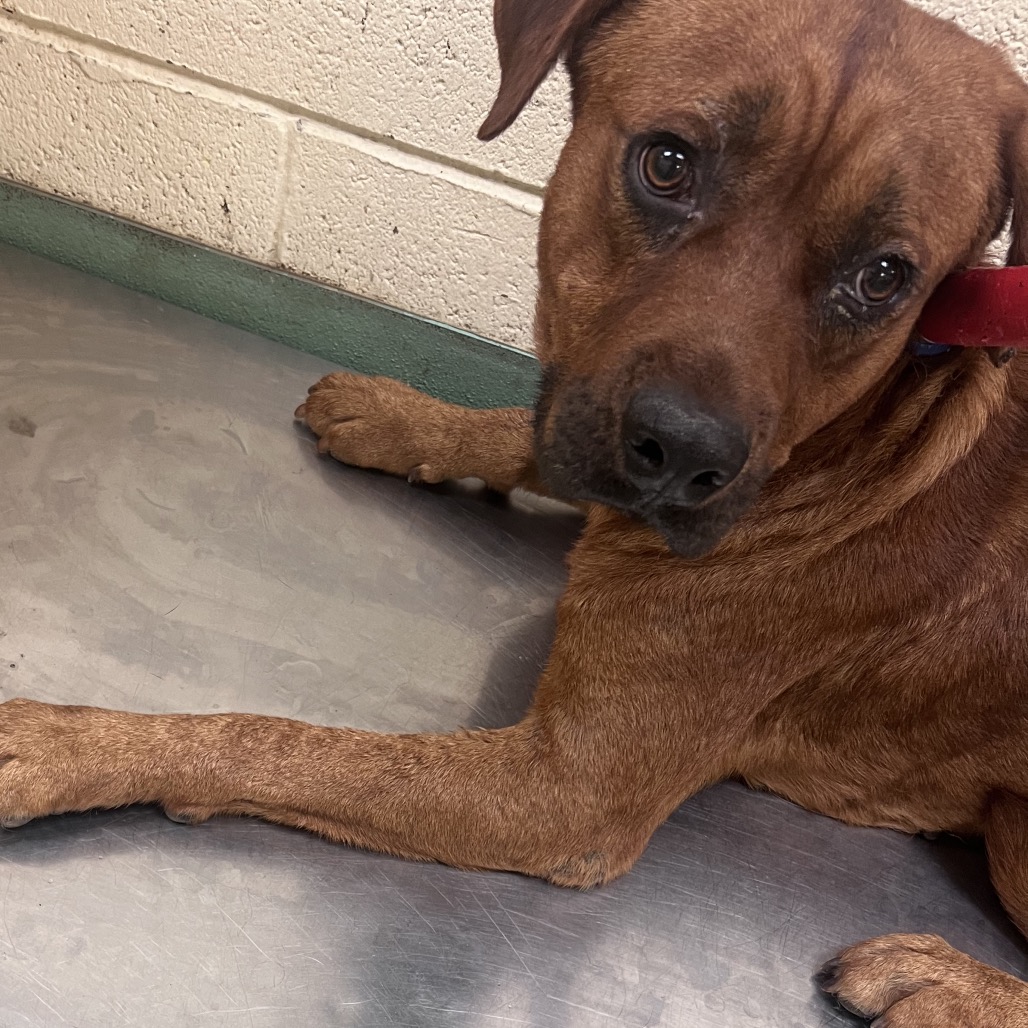 Shelter Stray Male Dog last seen , 2350 Appling City Cove, Memphis, TN 38133, USA