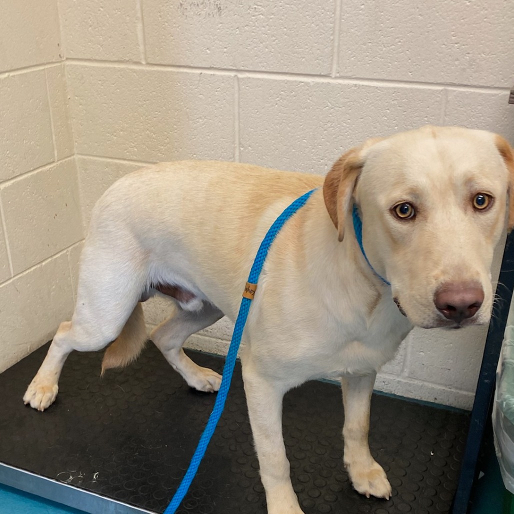 Shelter Stray Male Dog last seen , 2350 Appling City Cove, Memphis, TN 38133, USA