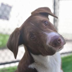Shelter Stray Male Dog last seen , 3173 K-68 Hwy, Ottawa, KS 66067, USA