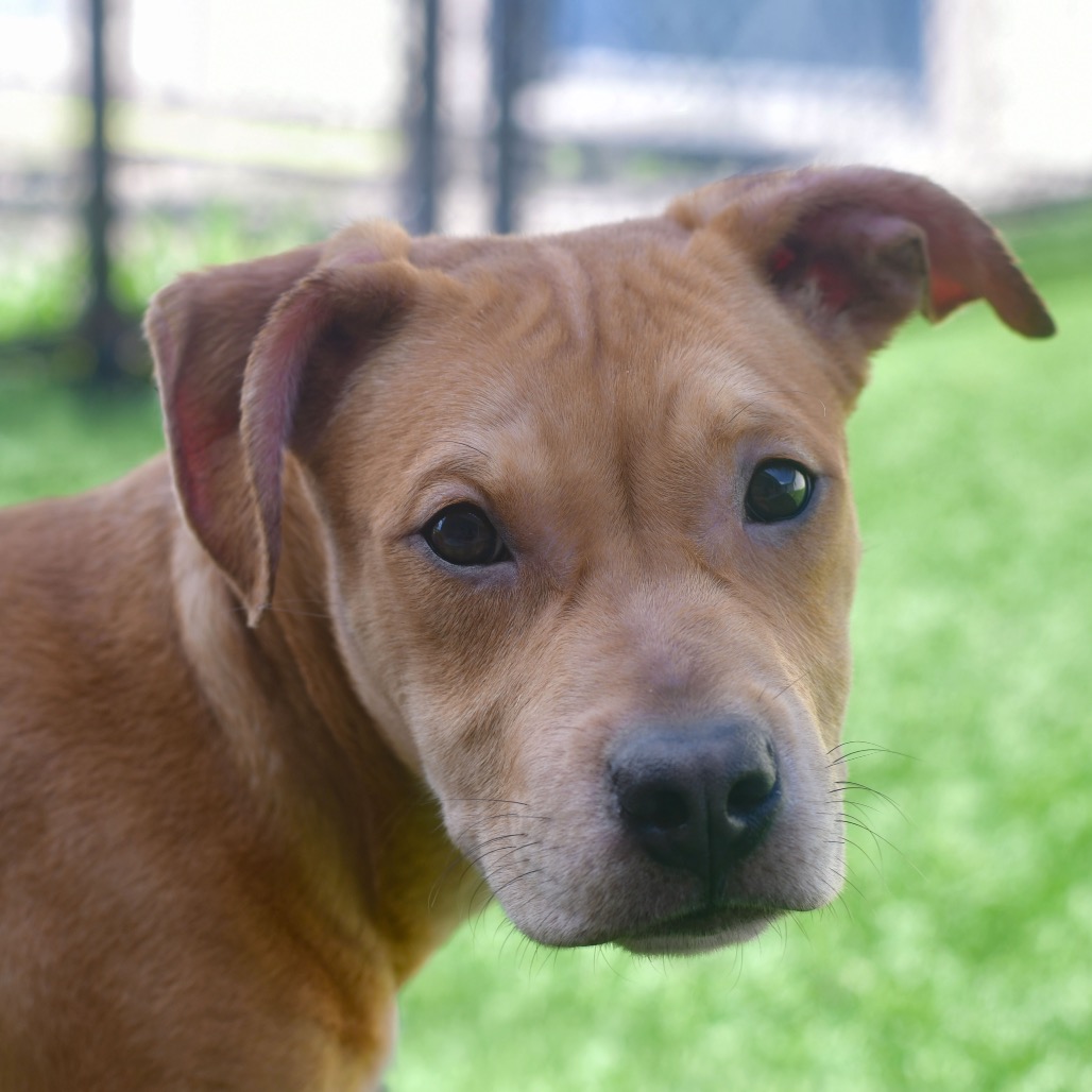 Shelter Stray Male Dog last seen , 3173 K-68 Hwy, Ottawa, KS 66067, USA