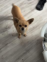 Lost Female Dog last seen Near Southside veterinary clinic, Clarksville, TN 37040