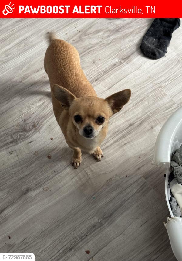Lost Female Dog last seen Near Southside veterinary clinic, Clarksville, TN 37040