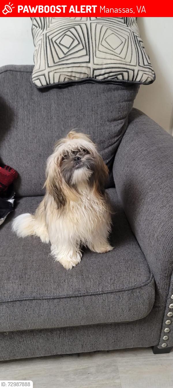 Lost Female Dog last seen Lomond drive, Manassas, VA 20109