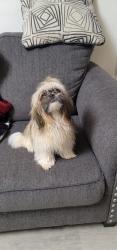 Lost Female Dog last seen Lomond drive, Manassas, VA 20109