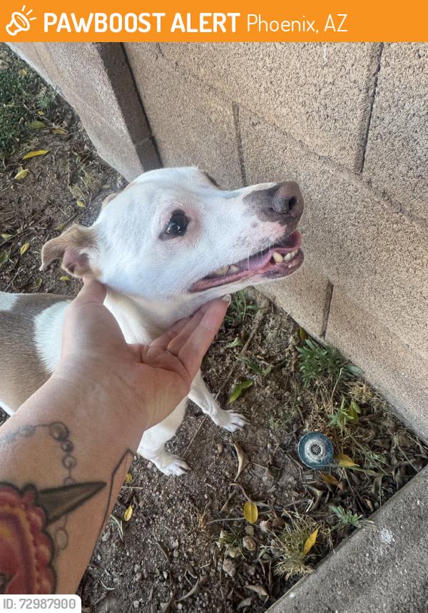 Found/Stray Male Dog last seen paradise valley community college, Phoenix, AZ 85050