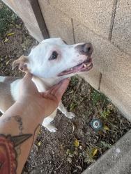 Found/Stray Male Dog last seen paradise valley community college, Phoenix, AZ 85050
