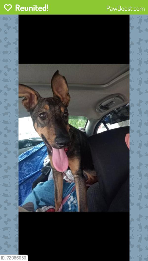 Reunited Female Dog last seen Any time fitness, Terre Haute, IN 47802