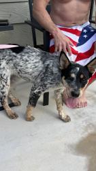 Reunited Female Dog last seen Roussau rd , in front of Nora forester elem school , San Antonio, TX 78245
