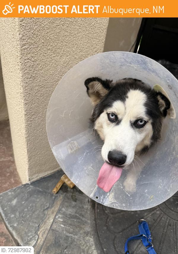 Found/Stray Female Dog last seen Boulder and Congress, Albuquerque, NM 87114
