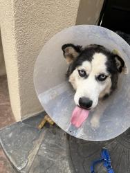 Found/Stray Female Dog last seen Boulder and Congress, Albuquerque, NM 87114