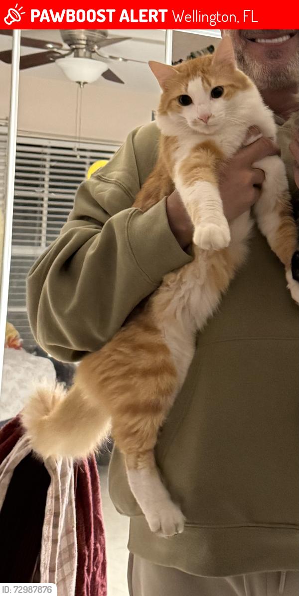 Lost Male Cat last seen Lakefield south, wellington florida, Wellington, FL 33414