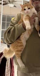 Lost Male Cat last seen Lakefield south, wellington florida, Wellington, FL 33414