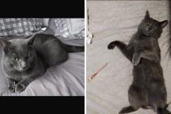 Lost Male Cat last seen Shifnal tf118bu, Shropshire, England TF11 8BU