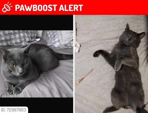 Lost Male Cat last seen Shifnal tf118bu, Shropshire, England TF11 8BU